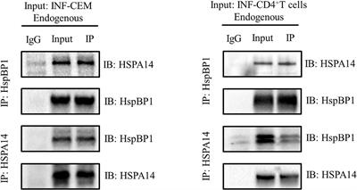 Expression of HSPA14 in patients with acute HIV-1 infection and its effect on HIV-1 replication
